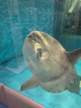 越前松島水族館に投稿された画像（2026/10/10）