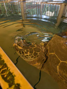 越前松島水族館に投稿された画像（2026/10/10）