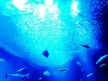 アクアワールド茨城県大洗水族館に投稿された画像（2026/10/10）