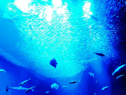アクアワールド茨城県大洗水族館に投稿された画像（2026/10/10）