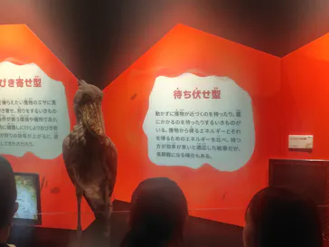 特別展「いきもの超ワールド展　国立科学博物館×ダーウィンが来た！」（国立科学博物館）に投稿された画像（2026/10/10）