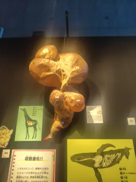 特別展「いきもの超ワールド展　国立科学博物館×ダーウィンが来た！」（国立科学博物館）に投稿された画像（2026/10/10）