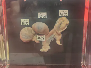 特別展「いきもの超ワールド展　国立科学博物館×ダーウィンが来た！」（国立科学博物館）に投稿された画像（2026/10/10）