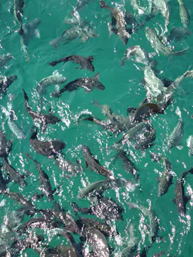 串本海中公園水族館に投稿された画像（2026/10/10）