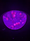 サンシャイン水族館に投稿された画像（2026/10/11）