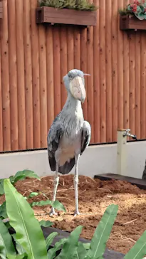 掛川花鳥園に投稿された画像（2026/10/11）