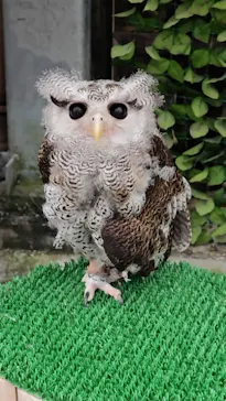 掛川花鳥園に投稿された画像（2026/10/11）