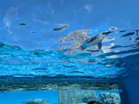 サンシャイン水族館に投稿された画像（2026/10/11）