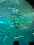 新江ノ島水族館に投稿された画像（2026/10/11）