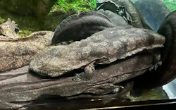 京都水族館に投稿された画像（2026/10/11）