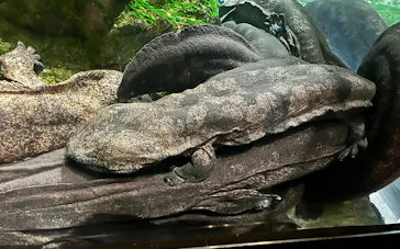京都水族館に投稿された画像（2026/10/11）