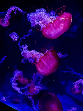 京都水族館に投稿された画像（2026/10/11）