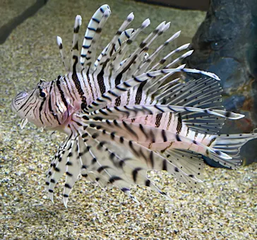 京都水族館に投稿された画像（2026/10/11）