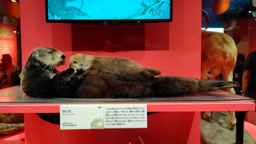特別展「いきもの超ワールド展　国立科学博物館×ダーウィンが来た！」（国立科学博物館）に投稿された画像（2026/10/11）