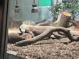 名古屋市東山動植物園に投稿された画像（2026/10/11）