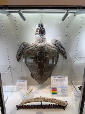 ミュージアムパーク茨城県自然博物館に投稿された画像（2026/10/11）