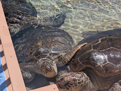 新江ノ島水族館に投稿された画像（2026/10/11）