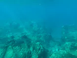 串本海中公園水族館に投稿された画像（2026/10/11）