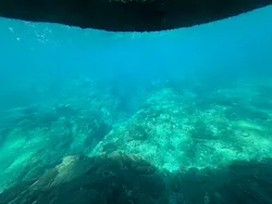 串本海中公園水族館に投稿された画像（2026/10/11）