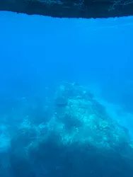 串本海中公園水族館に投稿された画像（2026/10/11）