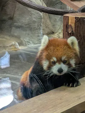 天王寺動物園に投稿された画像（2026/10/11）