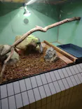 名古屋市東山動植物園に投稿された画像（2026/10/11）