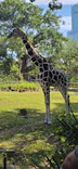 天王寺動物園に投稿された画像（2026/10/11）