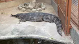 熱川バナナワニ園に投稿された画像（2026/10/11）