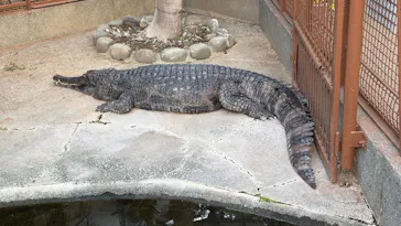 熱川バナナワニ園に投稿された画像（2026/10/11）