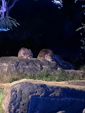 天王寺動物園に投稿された画像（2026/10/11）