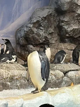 名古屋港水族館に投稿された画像（2026/10/11）