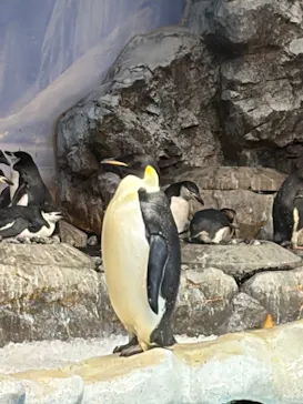 名古屋港水族館に投稿された画像（2026/10/11）