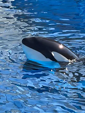 名古屋港水族館に投稿された画像（2026/10/11）