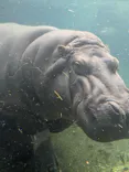 天王寺動物園に投稿された画像（2026/10/11）