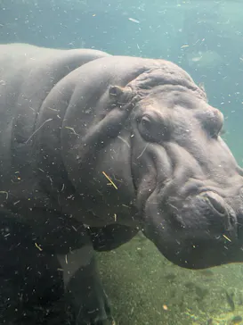 天王寺動物園に投稿された画像（2026/10/11）