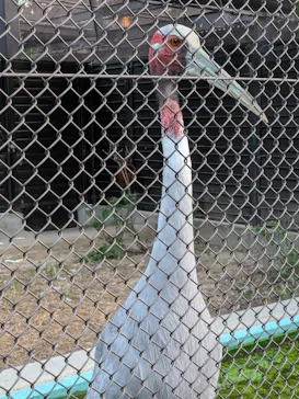 天王寺動物園に投稿された画像（2026/10/11）
