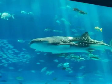 沖縄美ら海水族館に投稿された画像（2026/10/11）