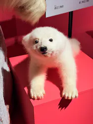 シンシナティ美術館展 ～アメリカに渡ったヨーロッパの至宝～(上野の森美術館）に投稿された画像（2026/10/11）