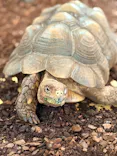 体感型動物園iZooに投稿された画像（2026/10/12）