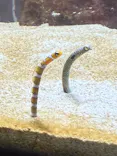 サケのふるさと 千歳水族館に投稿された画像（2026/10/12）