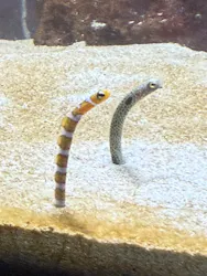 サケのふるさと 千歳水族館に投稿された画像（2026/10/12）