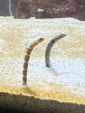 サケのふるさと 千歳水族館に投稿された画像（2026/10/12）
