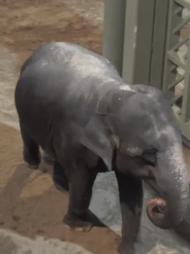 天王寺動物園に投稿された画像（2026/10/12）