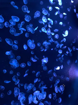 すみだ水族館に投稿された画像（2026/10/12）