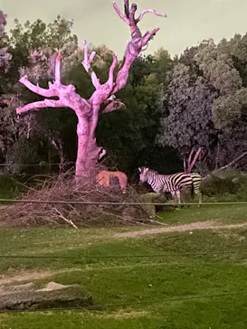 天王寺動物園に投稿された画像（2026/10/12）