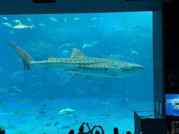 沖縄美ら海水族館に投稿された画像（2026/10/12）