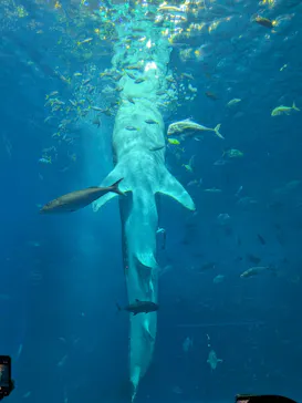 沖縄美ら海水族館に投稿された画像（2026/10/12）