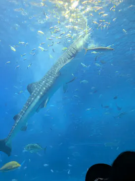 沖縄美ら海水族館に投稿された画像（2026/10/12）