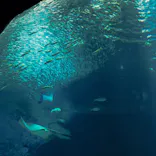 マリンワールド海の中道に投稿された画像（2026/10/12）