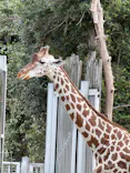 天王寺動物園に投稿された画像（2026/10/12）